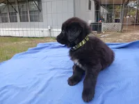Kelsey, a female Golden Retriever for sale in Albany, GA – Photo 5 of 5