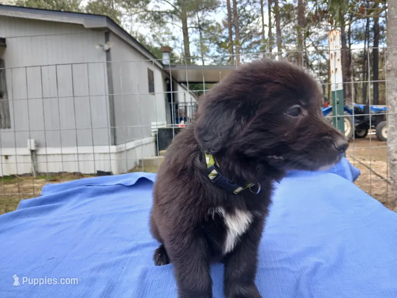 Kelsey, a female Golden Retriever for sale in Albany, GA – Photo 1 of 5