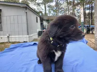 Kelsey, a female Golden Retriever for sale in Albany, GA – Photo 1 of 5