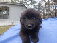 Kelsey, a female Golden Retriever for sale in Albany, GA – Photo 4 of 5