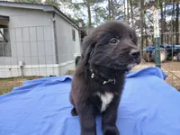 Kelsey, a female Golden Retriever for sale in Albany, GA – Photo 2 of 5