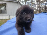 Kelsey, a female Golden Retriever for sale in Albany, GA – Photo 3 of 5