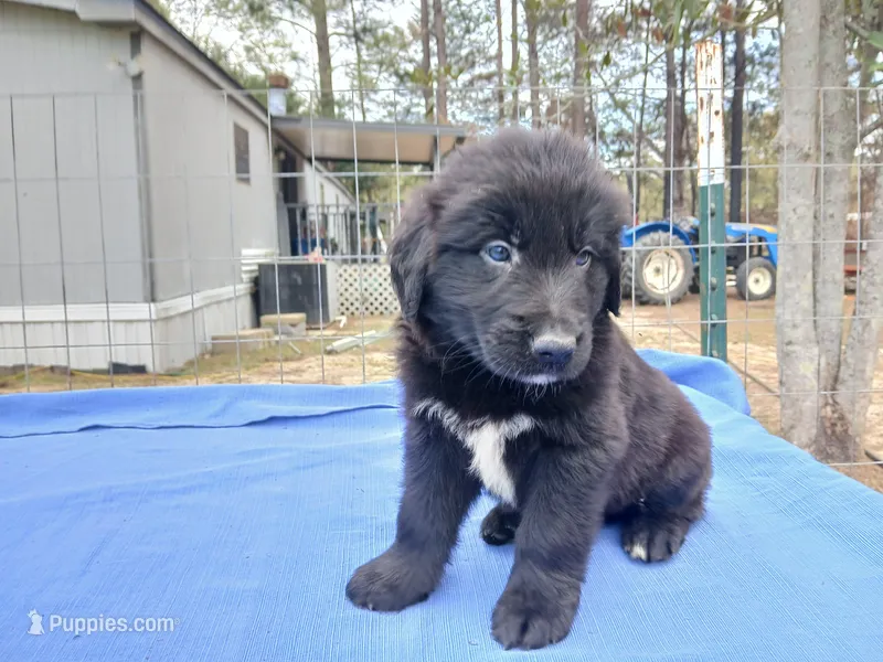 Brandon – Golden Retriever puppy for sale in Albany, GA