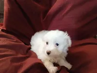 Jillian, a female Malchi for sale in Albany, GA – Photo 5 of 6