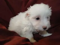 Jillian, a female Malchi for sale in Albany, GA – Photo 4 of 6