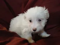 Jillian, a female Malchi for sale in Albany, GA – Photo 2 of 6