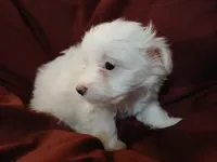 Jillian, a female Malchi for sale in Albany, GA – Photo 3 of 6