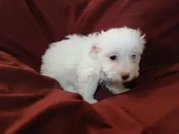 Jillian, a female Malchi for sale in Albany, GA – Photo 6 of 6