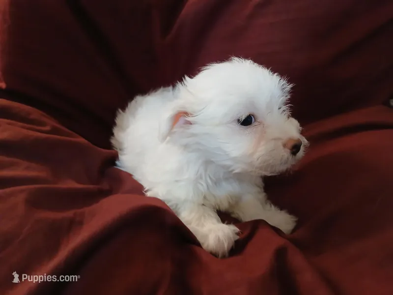 Jillian – Malchi puppy for sale in Albany, GA