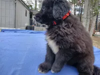 Donavan , a male Golden Retriever for sale in Albany, GA – Photo 2 of 5