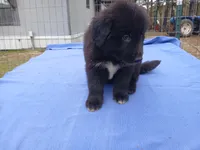 Donavan , a male Golden Retriever for sale in Albany, GA – Photo 5 of 5