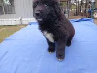 Donavan , a male Golden Retriever for sale in Albany, GA – Photo 3 of 5