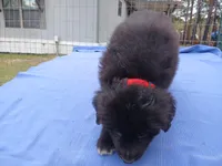 Donavan , a male Golden Retriever for sale in Albany, GA – Photo 4 of 5