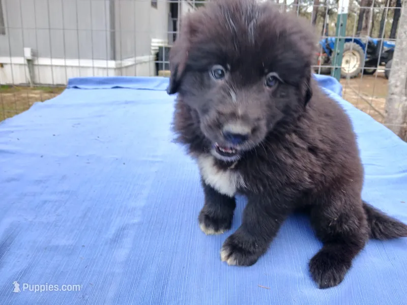 Donavan  – Golden Retriever puppy on hold in Albany, GA