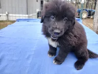 Donavan , a male Golden Retriever for sale in Albany, GA – Photo 1 of 5