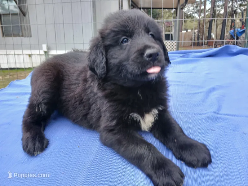 Jordan – Golden Retriever puppy for sale in Albany, GA