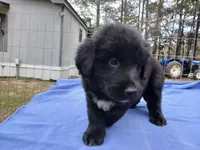 Jordan, a male Golden Retriever for sale in Albany, GA – Photo 2 of 5