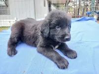 Jordan, a male Golden Retriever for sale in Albany, GA – Photo 3 of 5