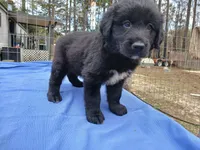 Jordan, a male Golden Retriever for sale in Albany, GA – Photo 5 of 5