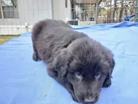 Jordan, a male Golden Retriever for sale in Albany, GA – Photo 4 of 5