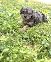 Tate, a male Cavapoo for sale in Athens, AL – Photo 1 of 9