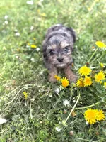 Tate, a male Cavapoo for sale in Athens, AL – Photo 4 of 9