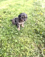 Tate, a male Cavapoo for sale in Athens, AL – Photo 8 of 9