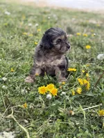 Tate, a male Cavapoo for sale in Athens, AL – Photo 2 of 9