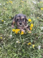 Tate, a male Cavapoo for sale in Athens, AL – Photo 5 of 9