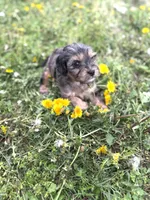 Tate, a male Cavapoo for sale in Athens, AL – Photo 6 of 9