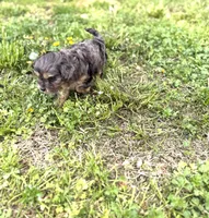 Tate, a male Cavapoo for sale in Athens, AL – Photo 7 of 9