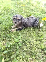 Tate, a male Cavapoo for sale in Athens, AL – Photo 9 of 9
