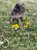 Tate, a male Cavapoo for sale in Athens, AL – Photo 3 of 9