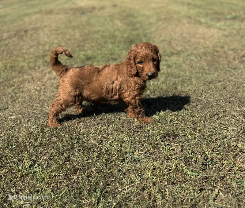Tucker – Miniature Goldendoodle puppy for sale in Athens, AL