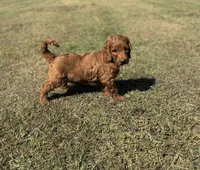 Tucker, a male Miniature Goldendoodle for sale in Athens, AL – 1 of 10