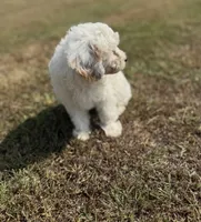 Jade, a female Cavapoo for sale in Athens, AL – 5 of 10