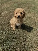 Jolene, a female Cavapoo for sale in Athens, AL – 2 of 10
