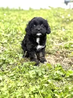 Tally, a female Cavapoo for sale in Athens, AL – Photo 6 of 8