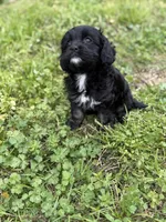 Tally, a female Cavapoo for sale in Athens, AL – Photo 1 of 8