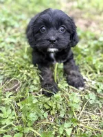 Tally, a female Cavapoo for sale in Athens, AL – Photo 2 of 8