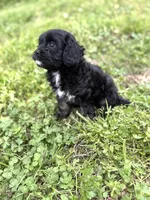 Tally, a female Cavapoo for sale in Athens, AL – Photo 5 of 8