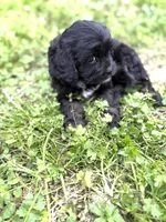 Tally, a female Cavapoo for sale in Athens, AL – Photo 4 of 8