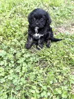 Tally, a female Cavapoo for sale in Athens, AL – Photo 8 of 8