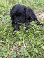 Tally, a female Cavapoo for sale in Athens, AL – Photo 3 of 8