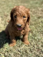 Tucker, a male Miniature Goldendoodle for sale in Athens, AL – 5 of 10