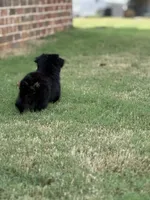 Darla, a female Yorkipoo for sale in Athens, AL – 4 of 10