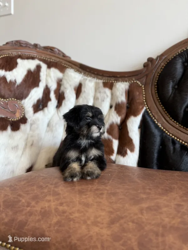 Darla – Yorkipoo puppy for sale in Athens, AL