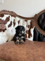 Darla, a female Yorkipoo for sale in Athens, AL – 1 of 10