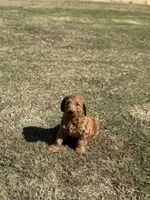 Kobe, a male Miniature Goldendoodle for sale in Athens, AL – 9 of 10