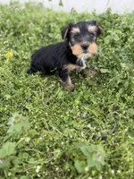 Rita , a female Yorkshire Terrier for sale in Athens, AL – Photo 3 of 8
